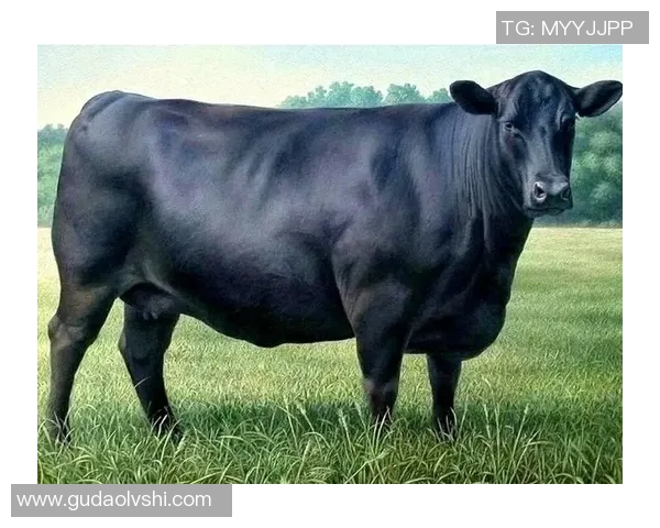 你不知道的公牛:十大冷知识大揭秘